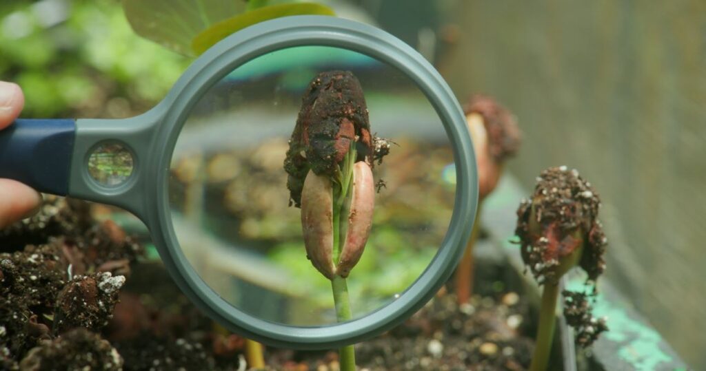 a close up of a plant growing in the documentary and still the seed