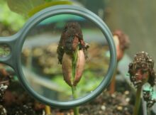 a close up of a plant growing in the documentary and still the seed