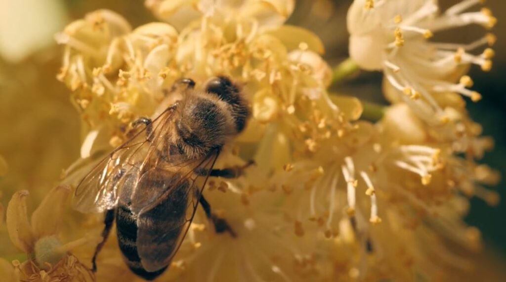 a closeup of a bee in the documentary escape from extinction rewilding