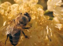 a closeup of a bee in the documentary escape from extinction rewilding